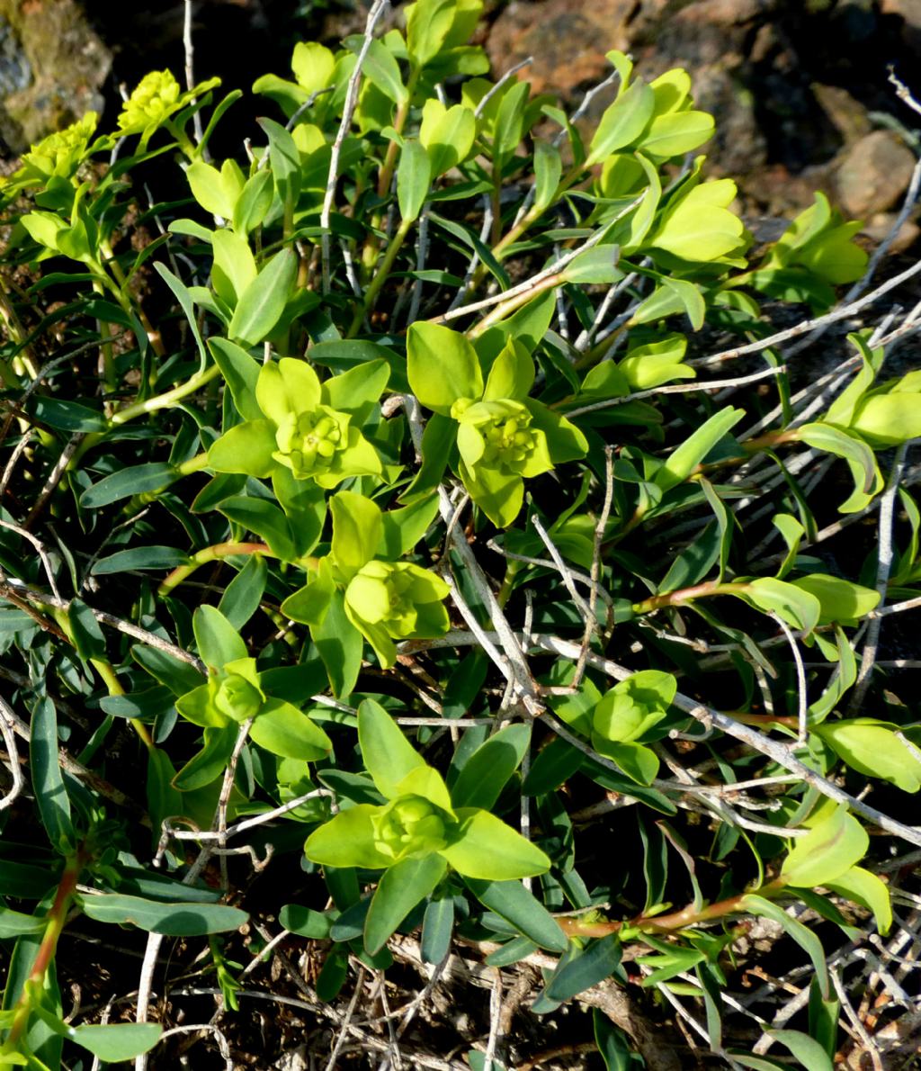 euforbia da determinare